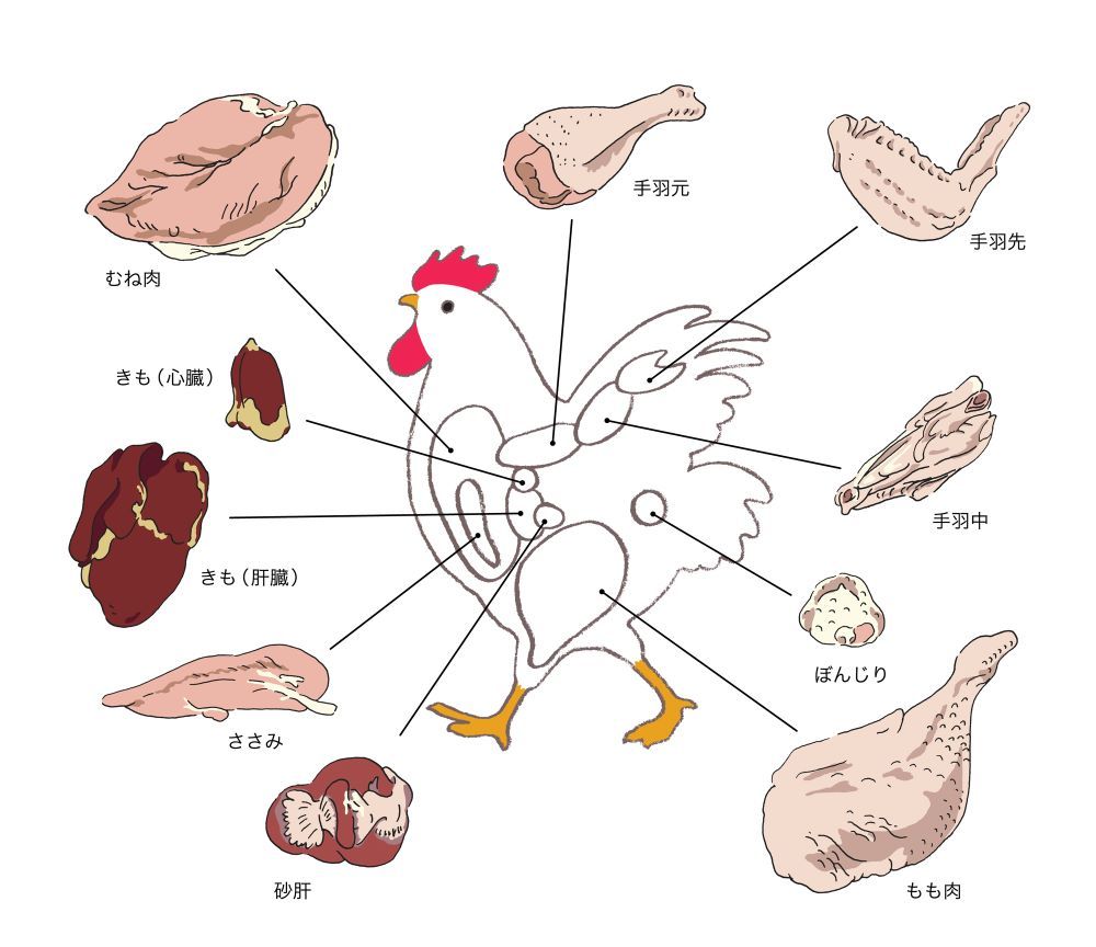 鶏肉の部位と名前一覧！せせり・ぼんじり・ハラミの真相を完全解説