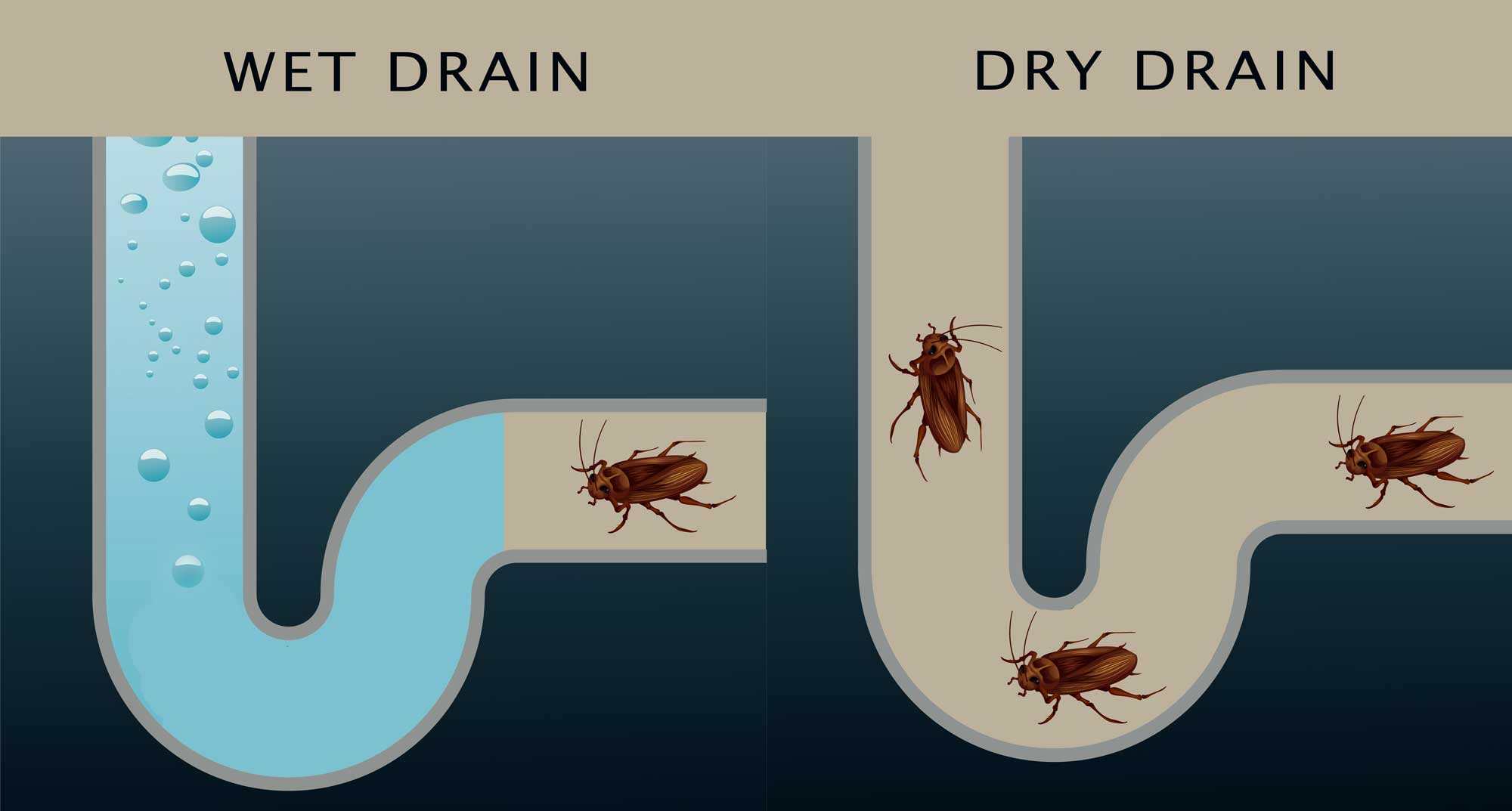 Can Cockroaches Come up Drains
