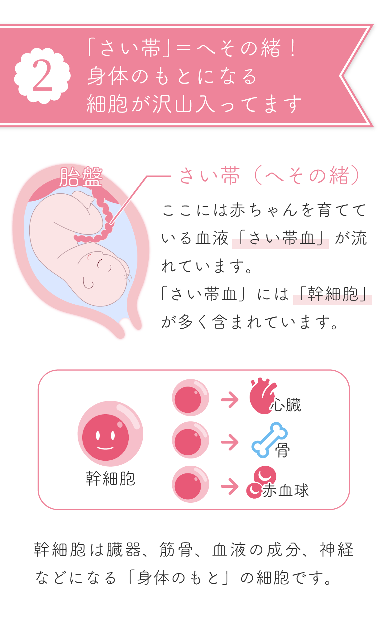 臍帯血とは？民間と公的の違いや費用相場・後悔しない真実を徹底解剖