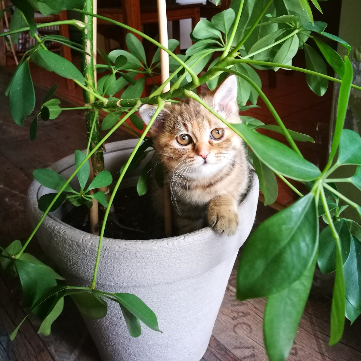 猫と暮らす観葉植物の選び方｜危険な毒性一覧と安全な配置術