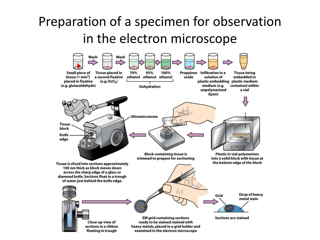 Specimen Preparation for Scanning Electron Microscopy