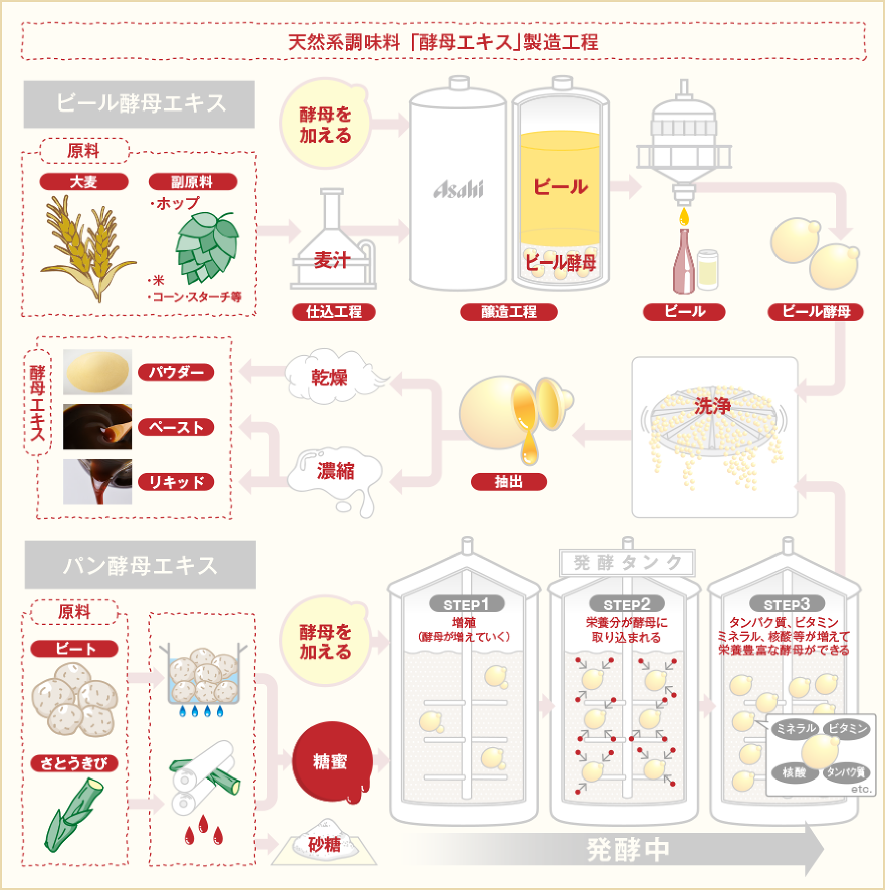 酵母エキスとは？体に悪い噂の真相と2026年最新の食品表示ルール