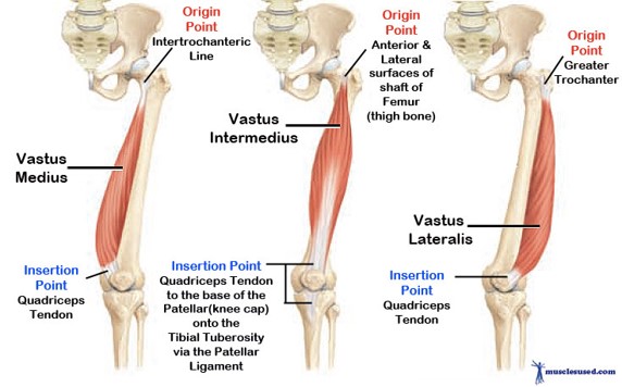 Vastus Muscles Function