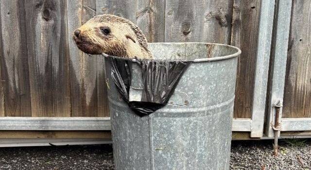 Seal Pup Found in Rsl Bin