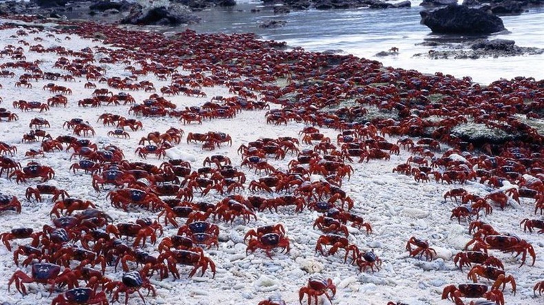 Red Crab Migration Christmas Island