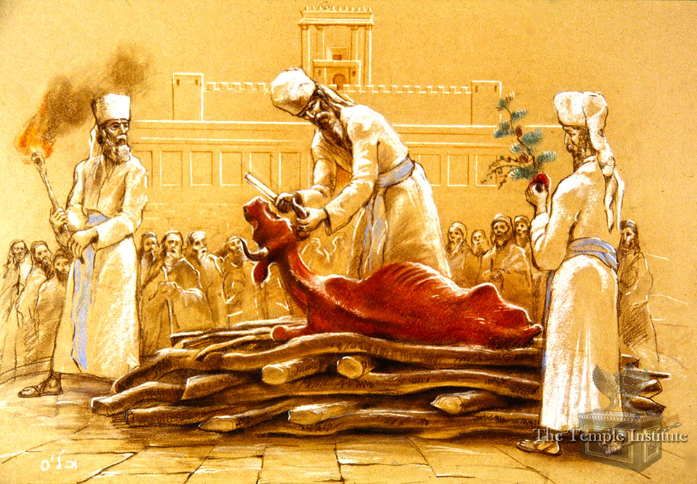 Red Heifer Judaism