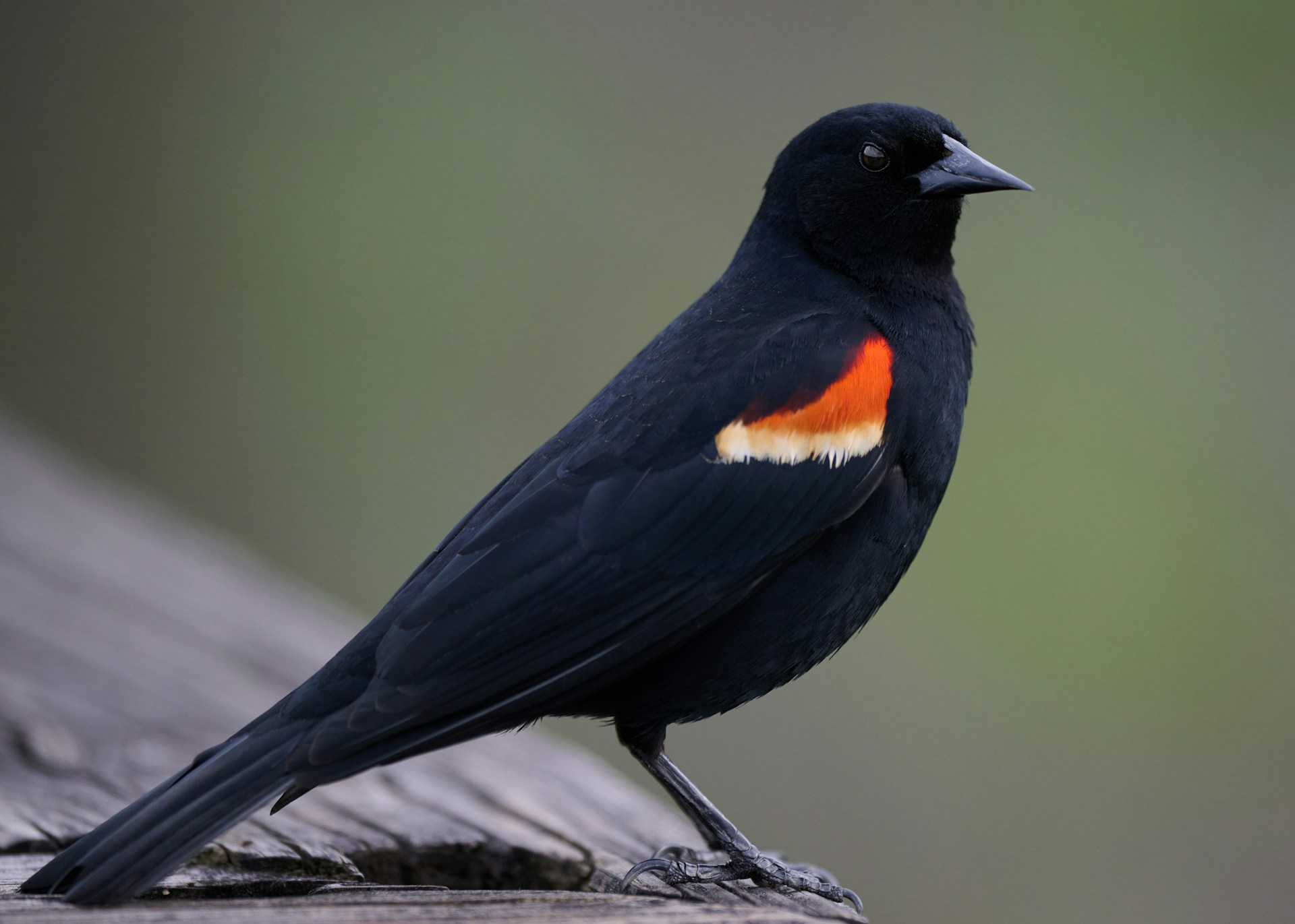 Black Bird with Orange Under Wing