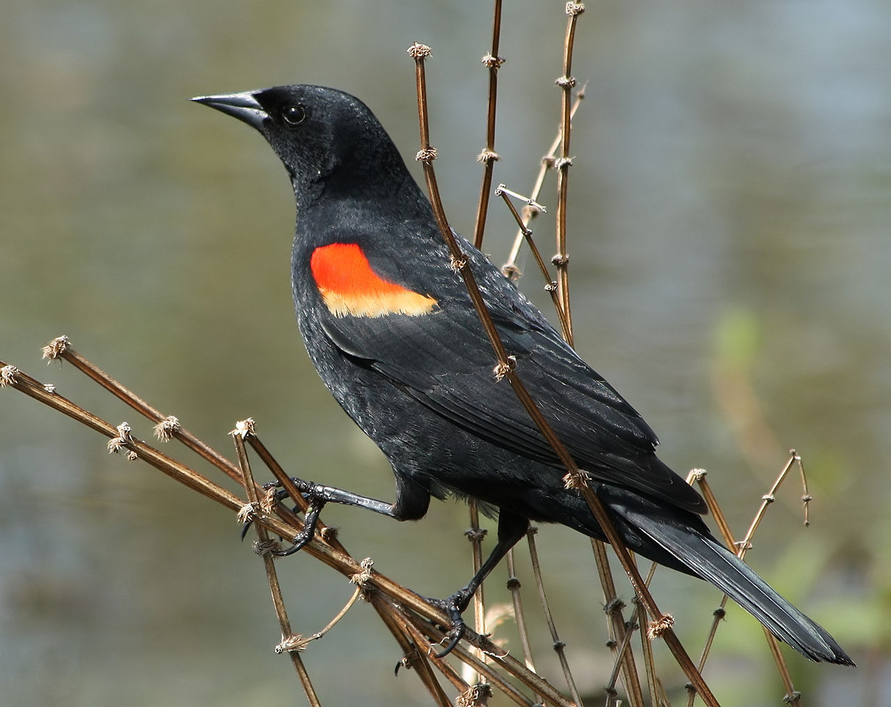 Black Bird Orange Wings