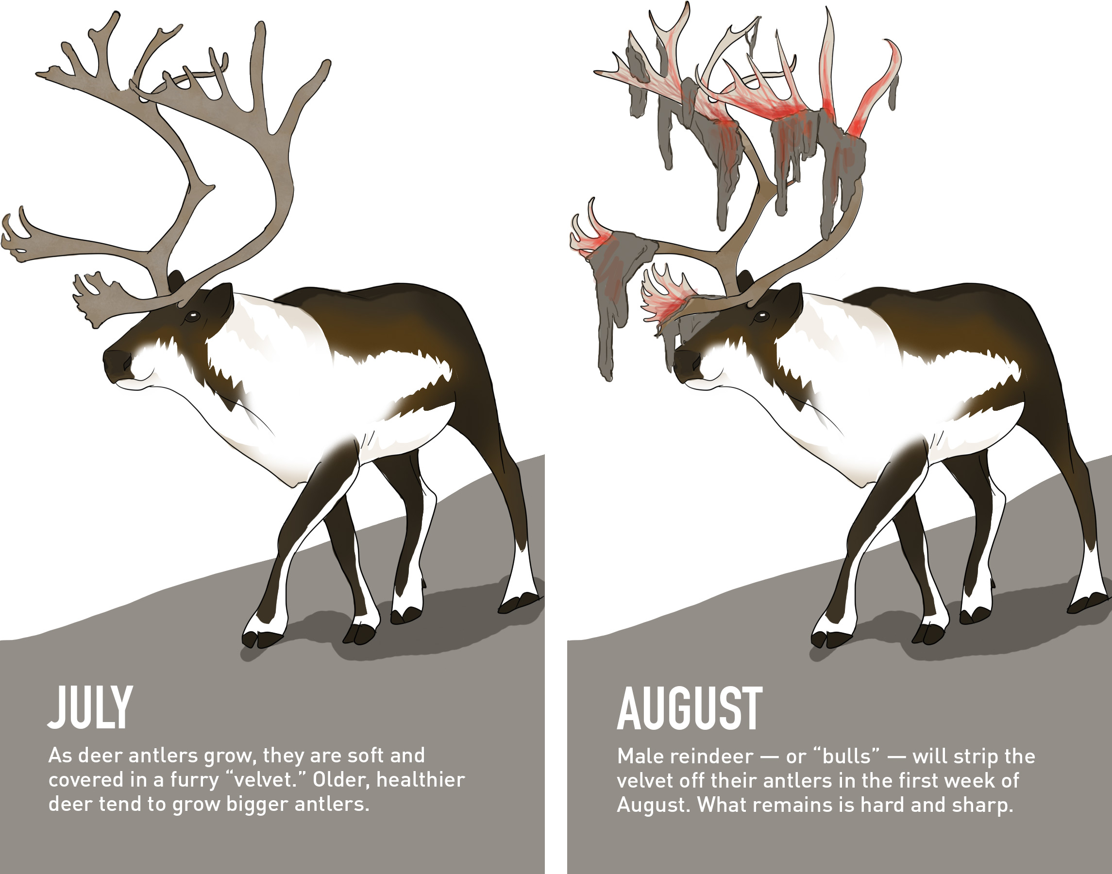 Do Female Reindeer Shed Their Antlers