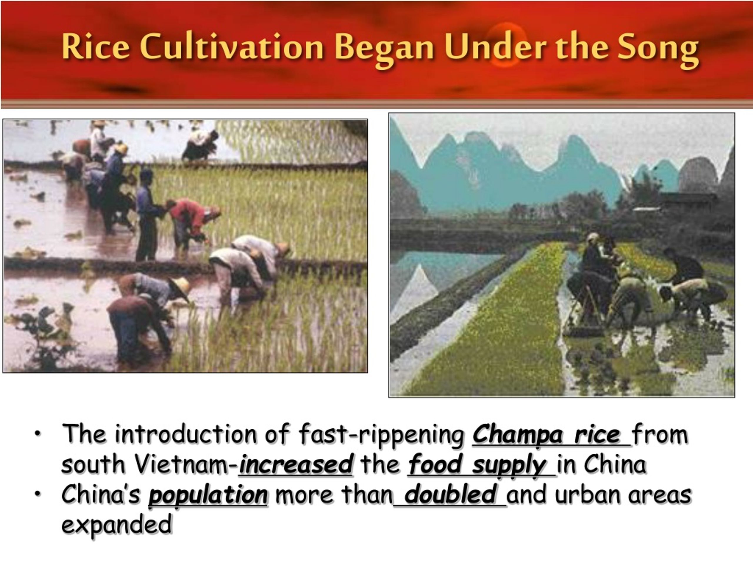 When Was Champa Rice Introduced to China
