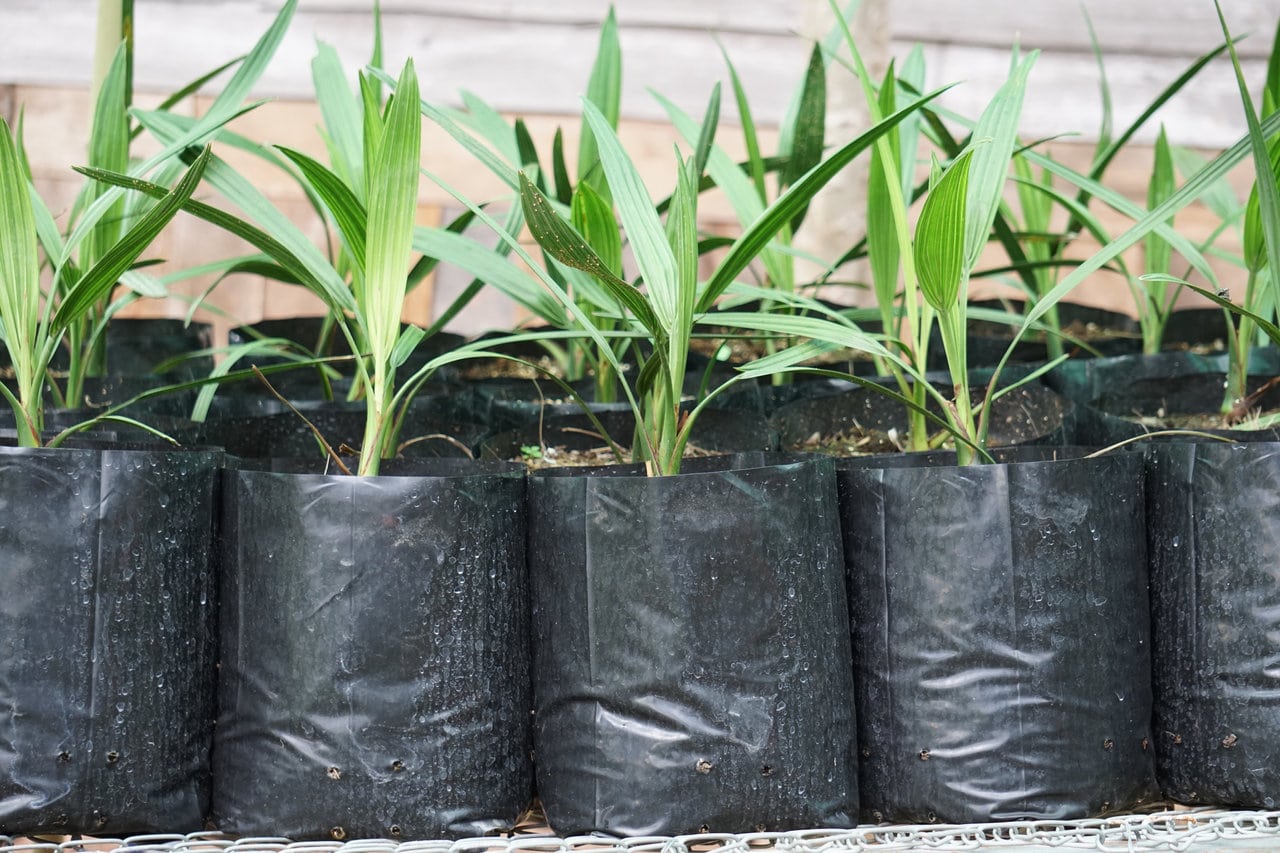 What Do Palm Tree Seedlings Look Like