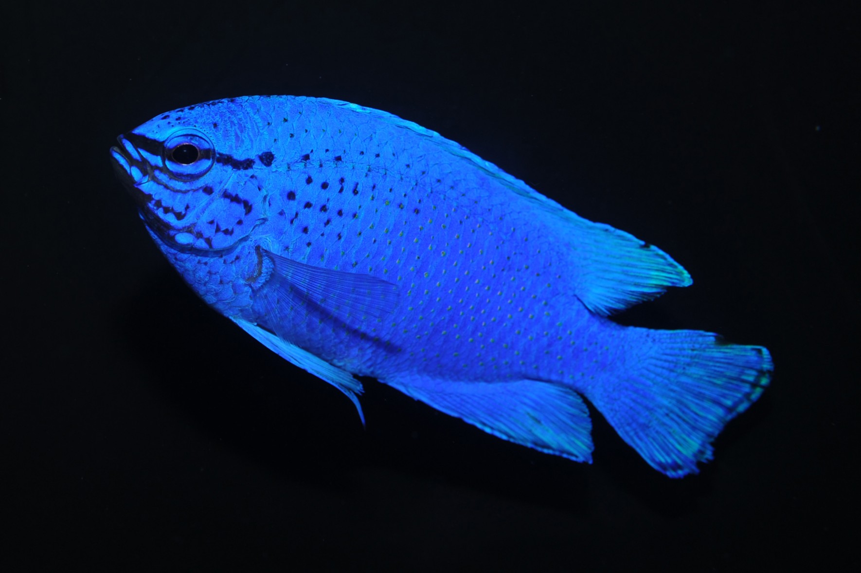 「るから始まる動物」決定版！しりとりで勝てる実在生物図鑑