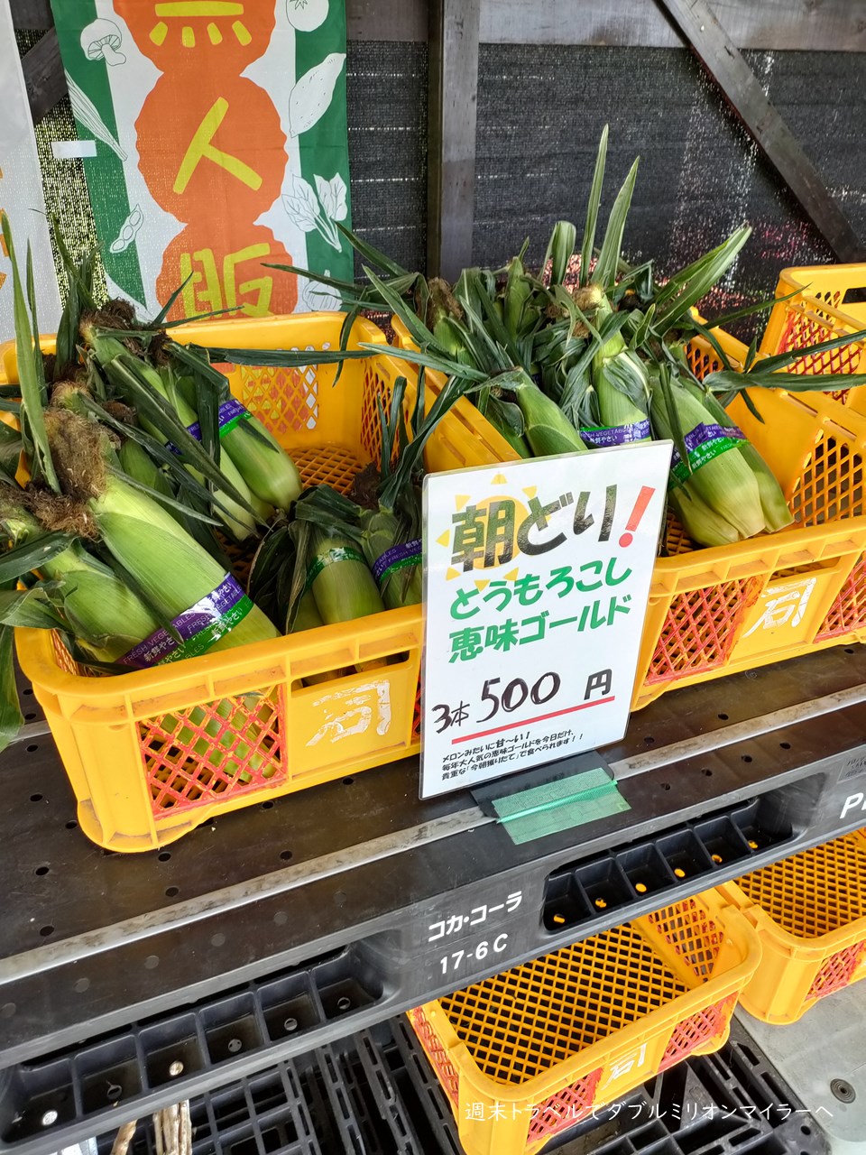 近くのとうもろこし直売所はどこ？朝採れが午前で完売する理由と穴場
