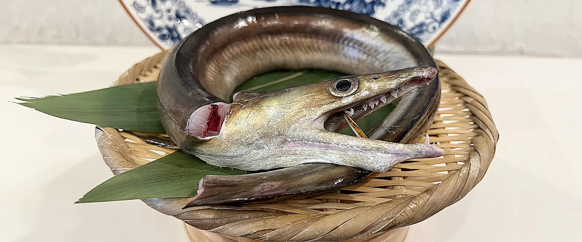 魚豊の読み方は「うおと」！驚きの由来と本名・性別・経歴を徹底解剖