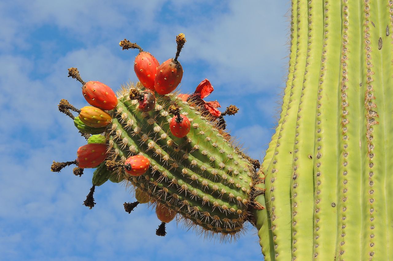 What Does a Cactus Eat