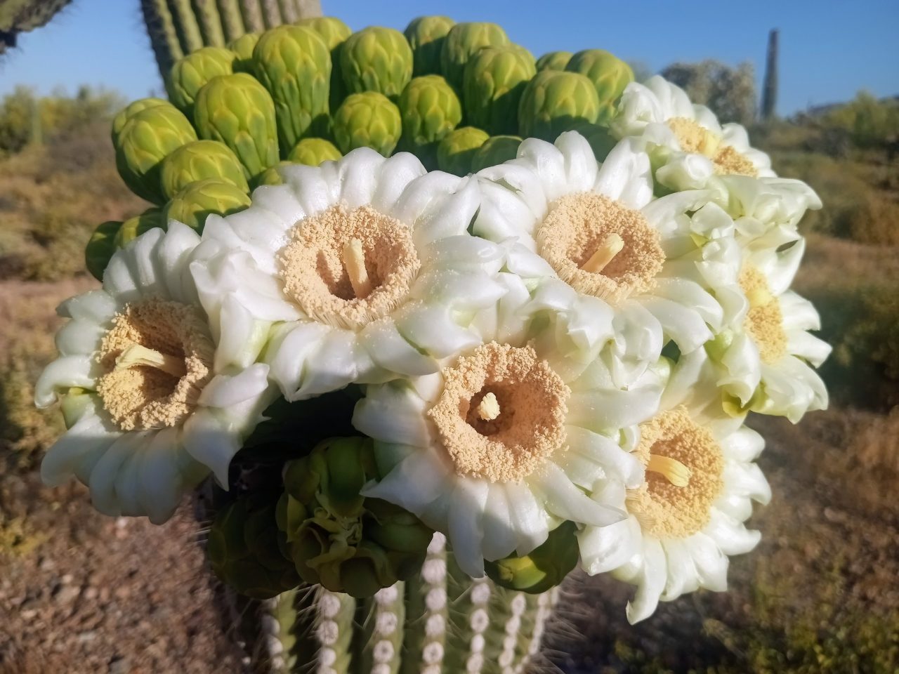 Are Cactus Flowers Edible