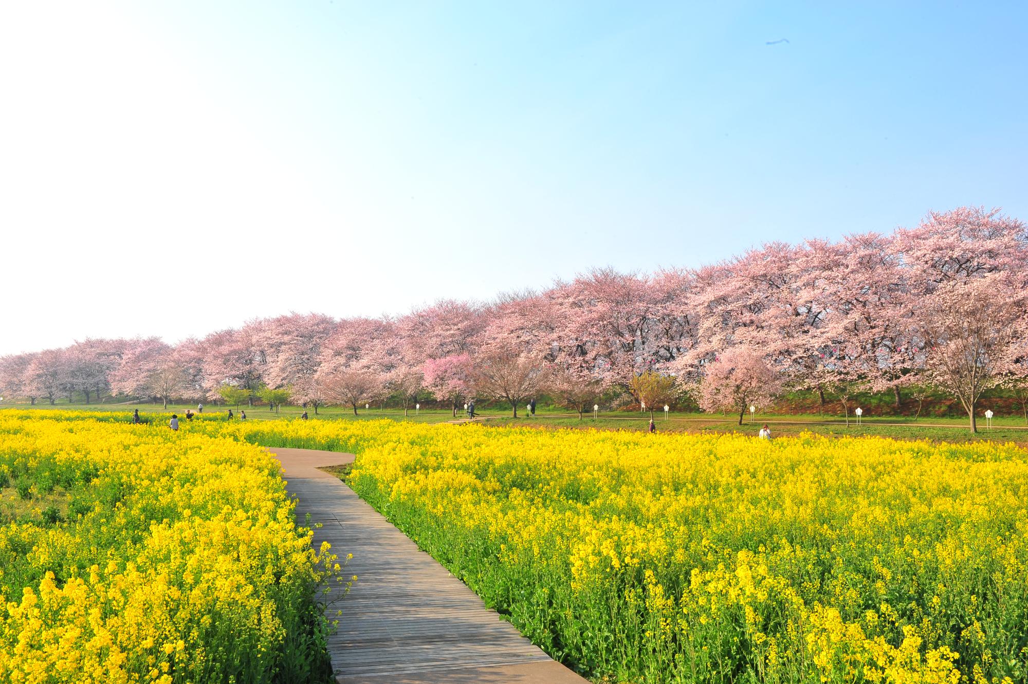 桜と菜の花が魅せる黄金色の回廊！権現堂公園を巡る究極の歩き方