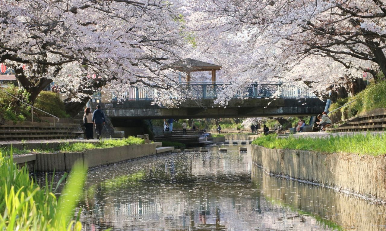 佐倉高校の偏差値2026年最新！普通科・理数科の合格ボーダーと評判