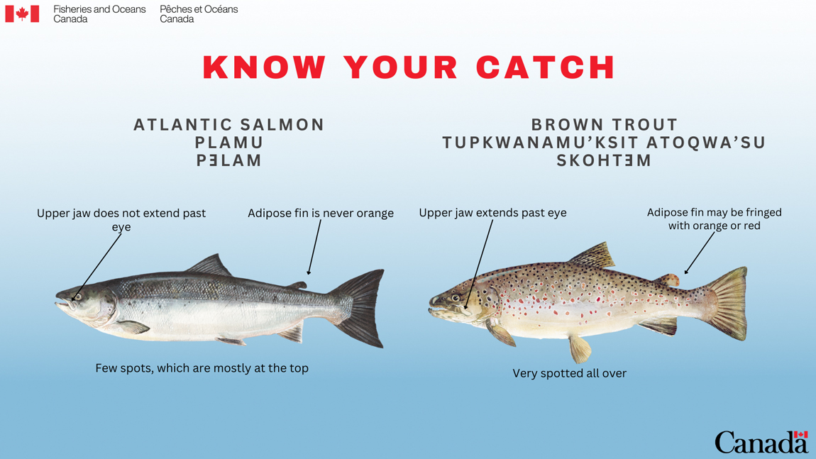 Difference Salmon and Trout