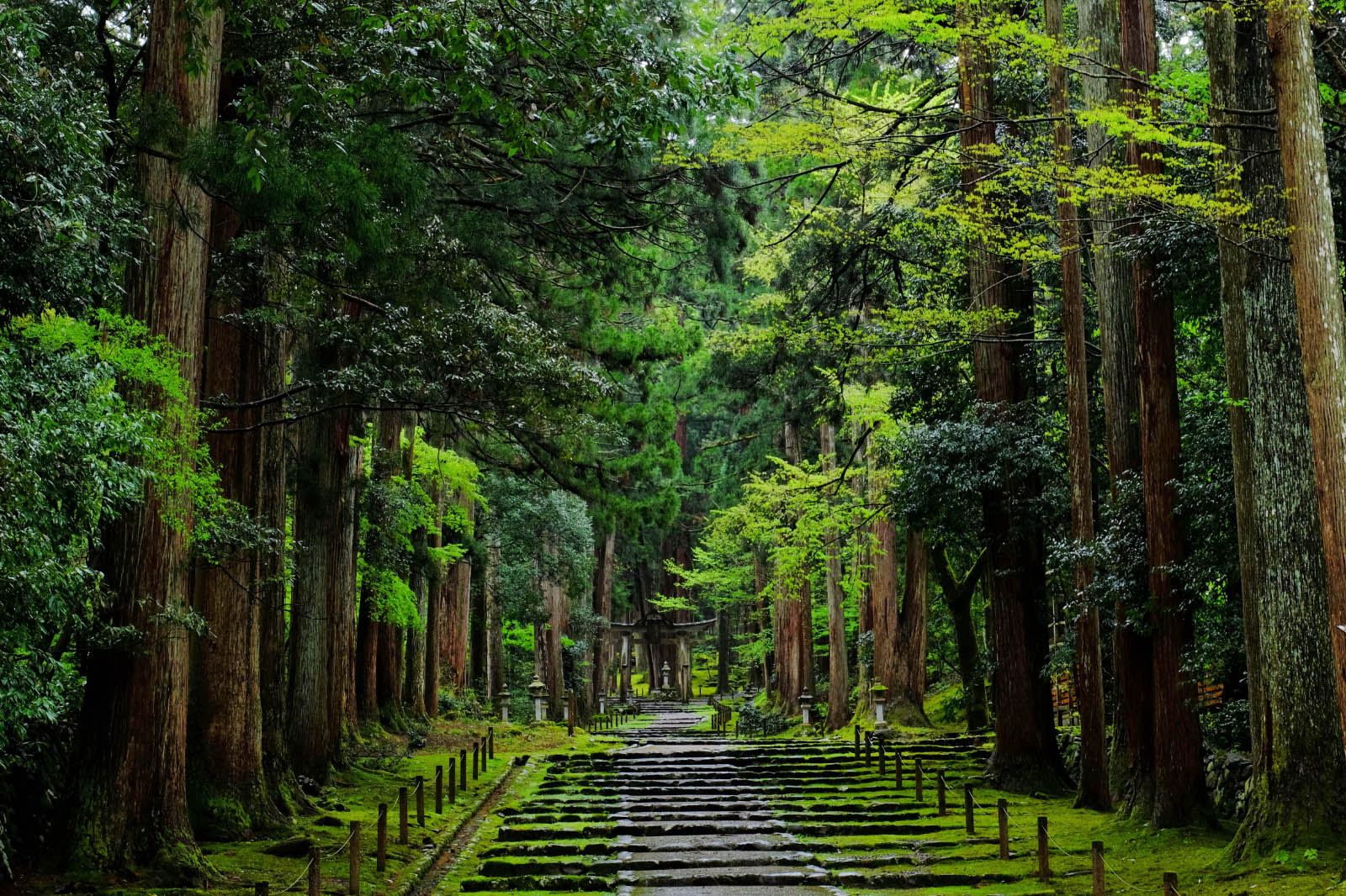 神社の参道で真ん中を歩かない理由とは？正中の真相と正しい歩行マナー
