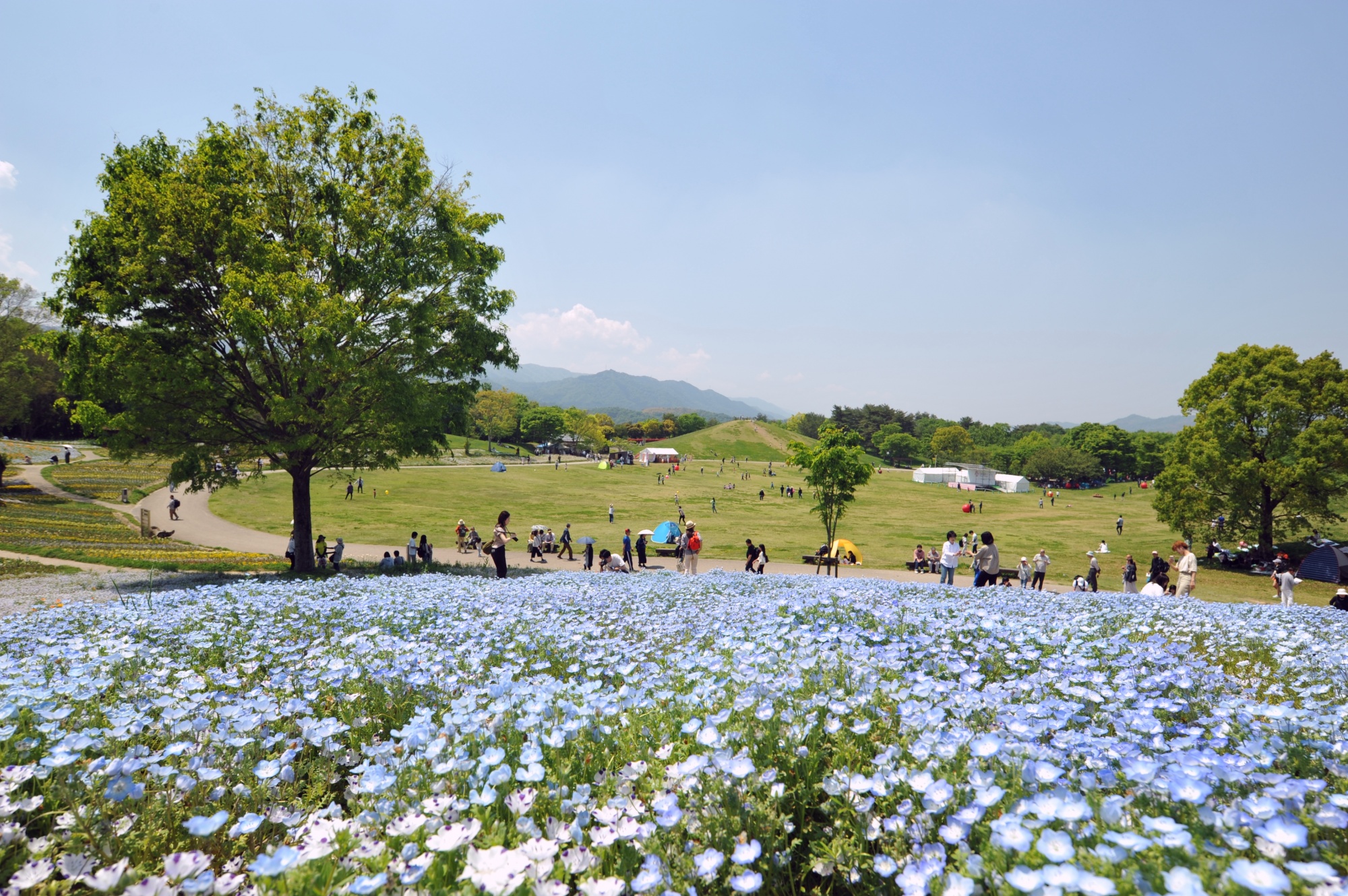 国営讃岐まんのう公園の魅力徹底解剖！2026年最新の混雑対策と見どころ
