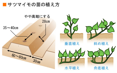 2026年春の家庭菜園革命：気候異変と食費高騰を生き抜く「サツマイモ大収穫」の最新ルール