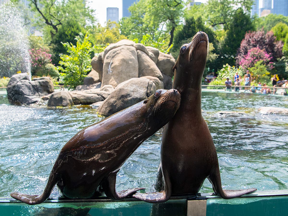 What Animals Are in the Central Park Zoo