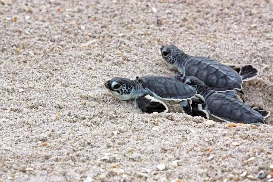 Sea Turtles Hatch Florida