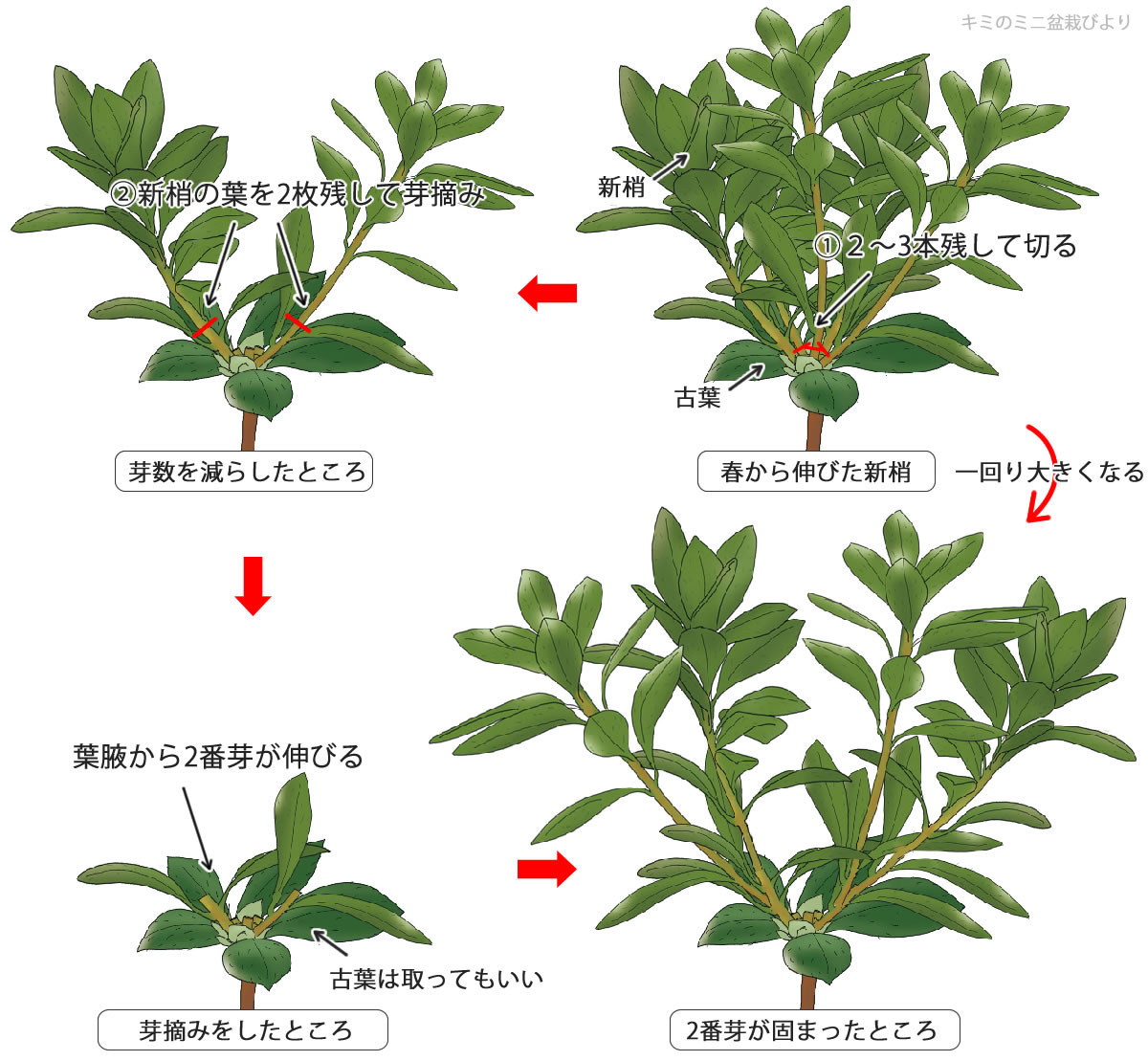 さつきの剪定時期は花後すぐ！来年咲かない失敗を防ぐ手入れの極意