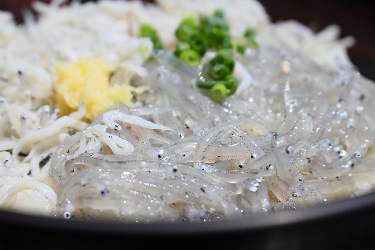 江ノ島しらす丼2026決定版！名店比較と生しらすの罠を徹底解剖