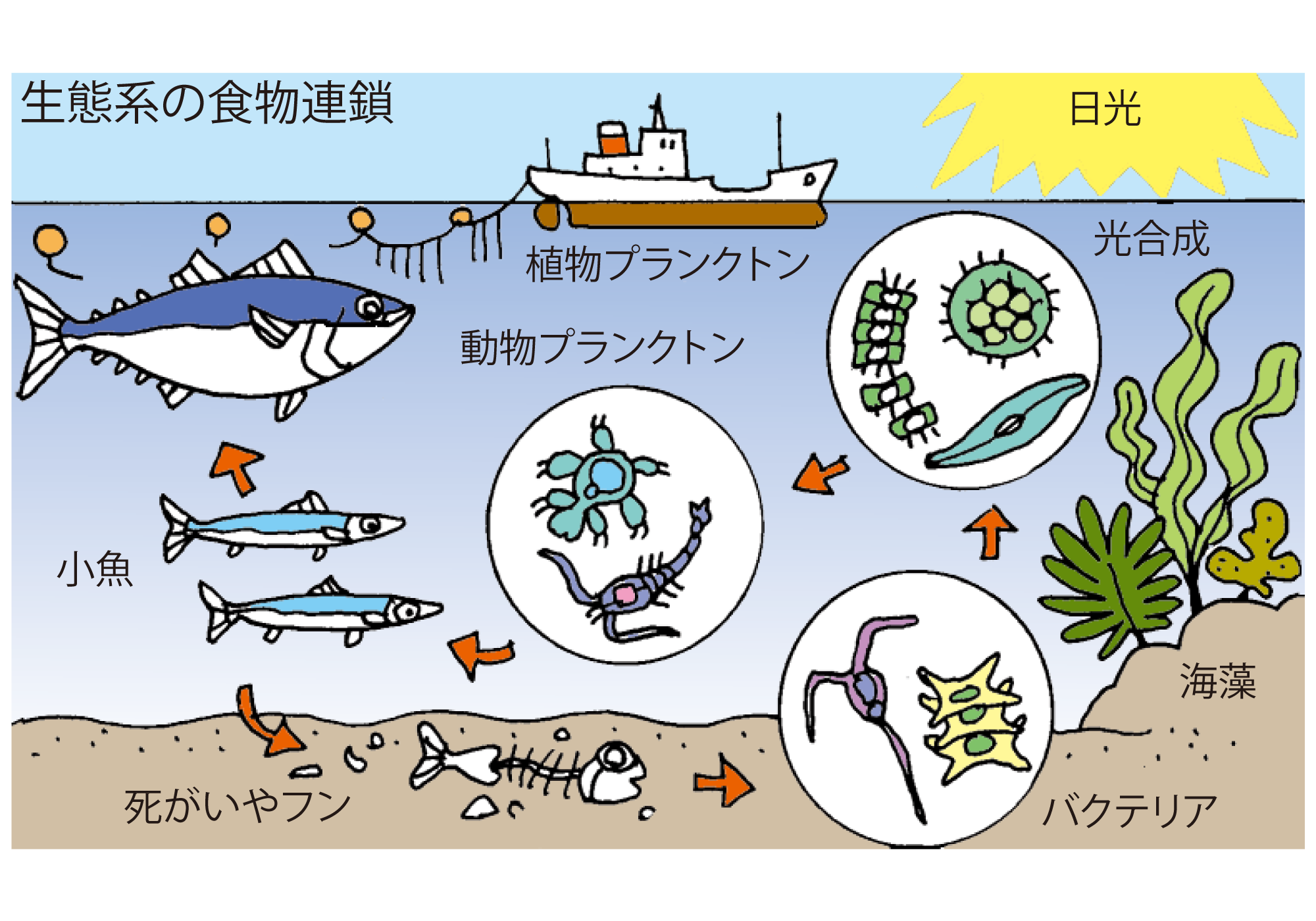 海の食物連鎖の頂点は誰？驚きの生態系ピラミッドと深海の真実