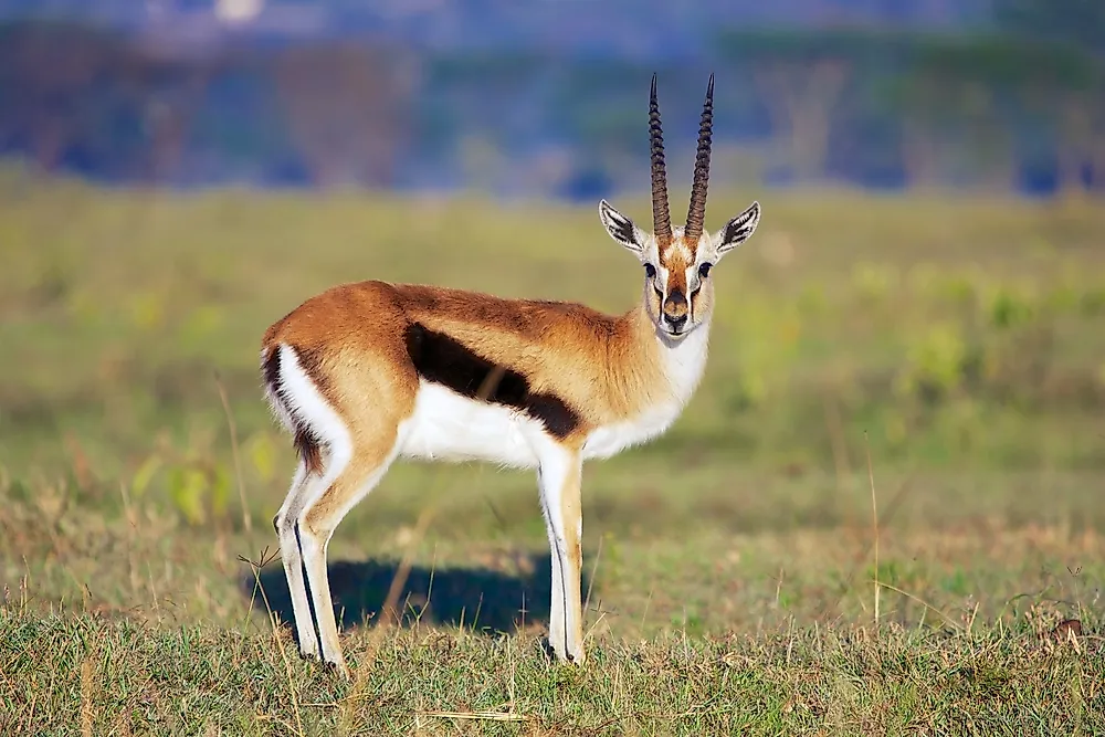 What Is a Gazelle Animal