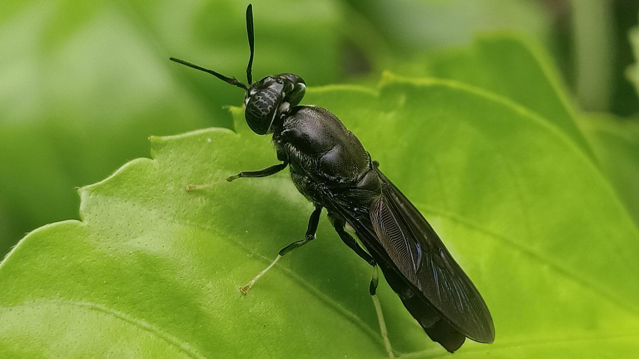 Big Black Bugs That Fly