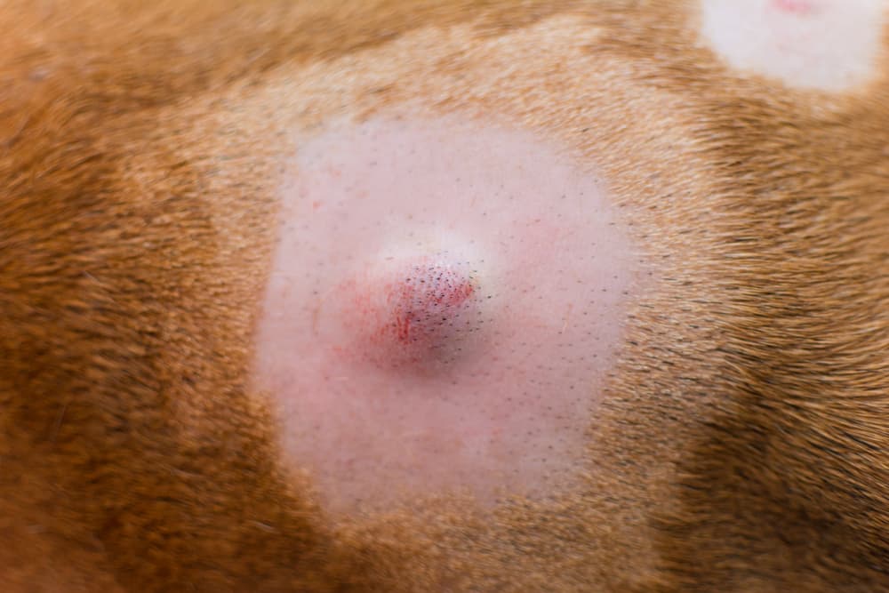 Pictures of Cancer Lumps on Dogs