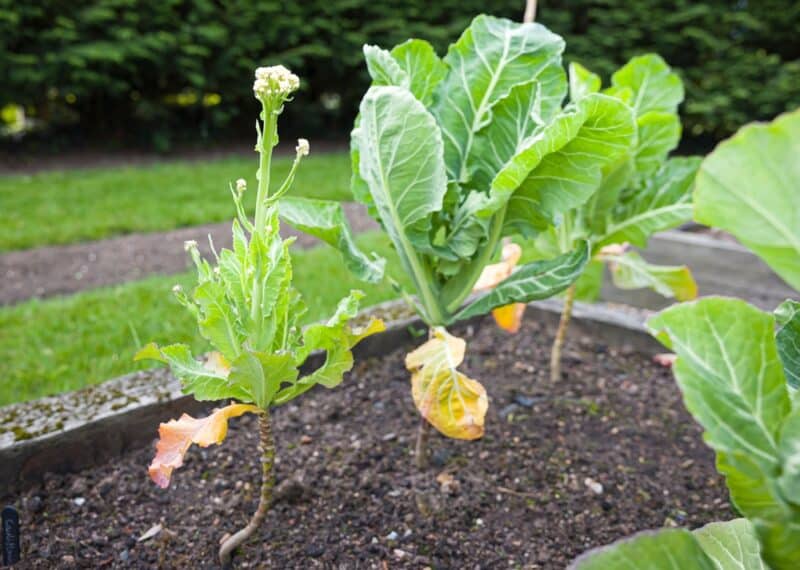 No Cauliflower Head Is Growing