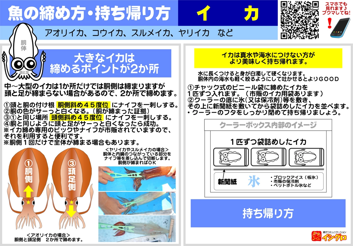 イカの締め方完全解説！一瞬で白くなる急所と鮮度保持術2026