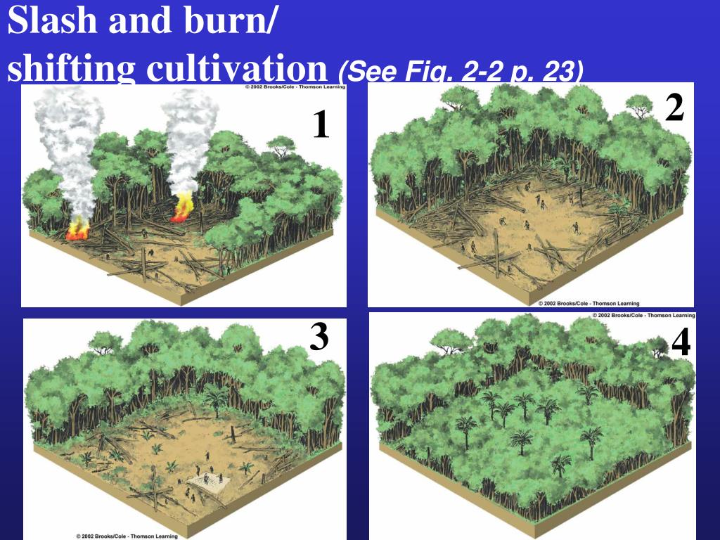 How Does Slash and Burn Affect the Environment