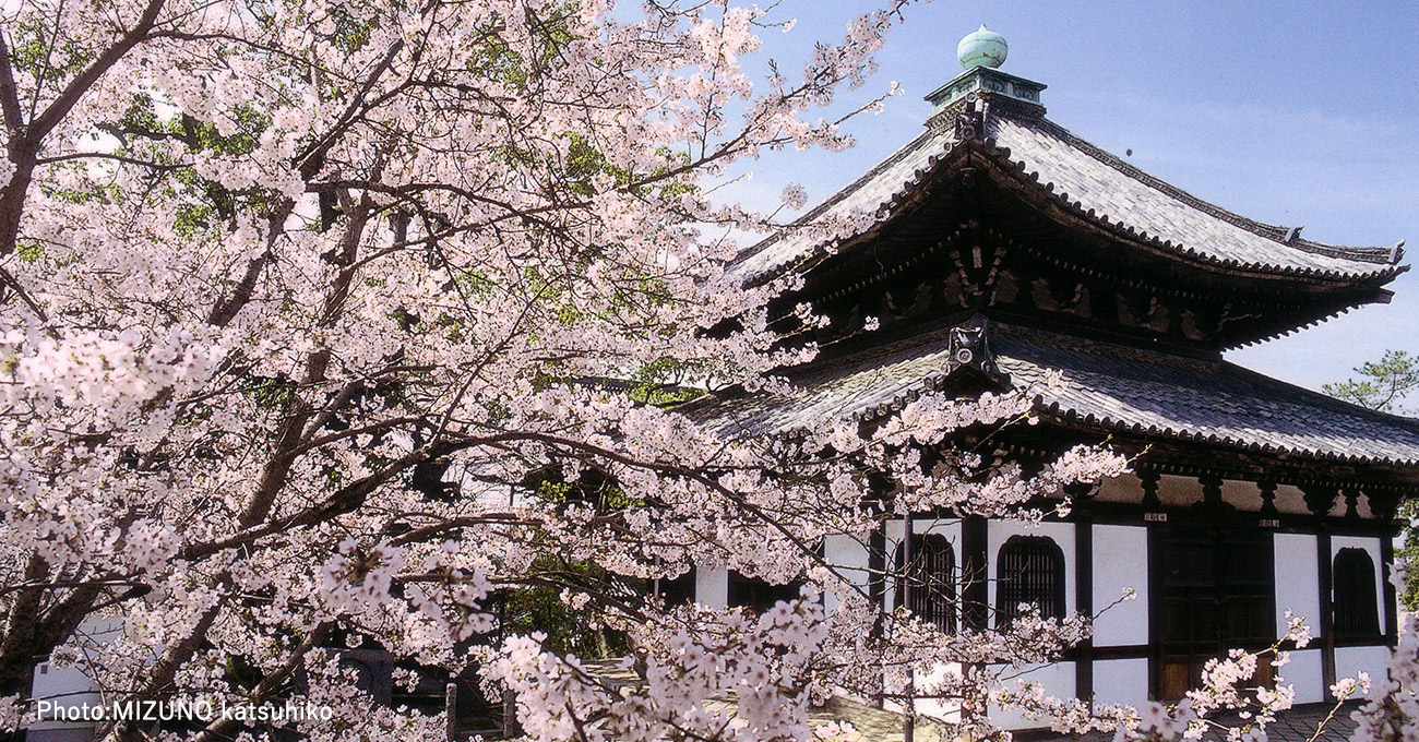くろ谷・金戒光明寺の全貌｜新選組発祥とアフロ仏像の深層【2026】
