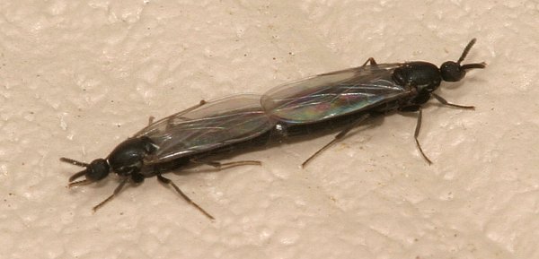 Long Skinny Flying Bug in House