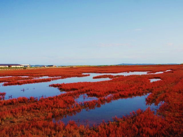 深紅に染まる能取湖のサンゴ草！見頃の絶景と現在の色づき速報