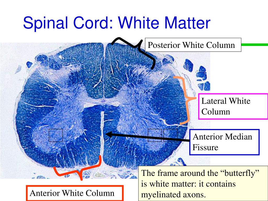 What Forms the White Matter of the Spinal Cord