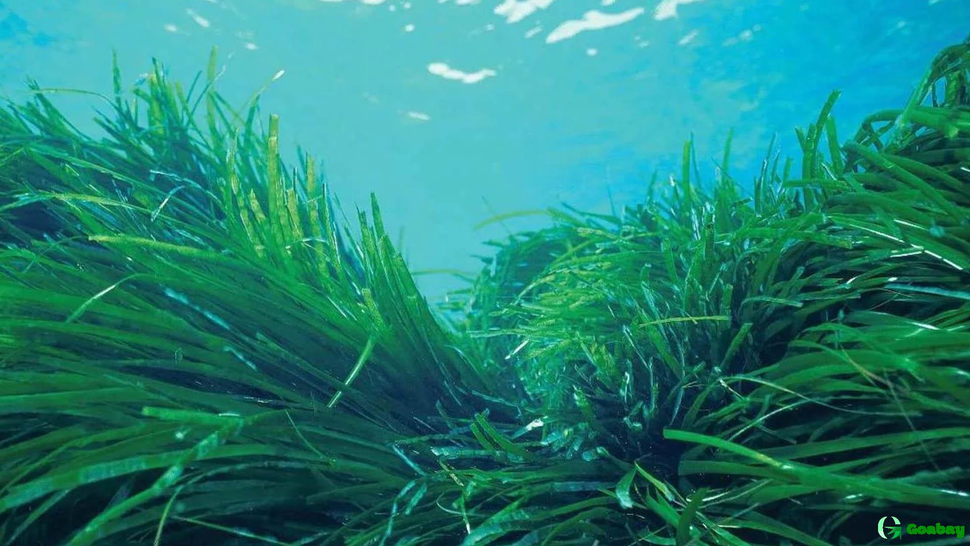 Where Is Spirulina Found