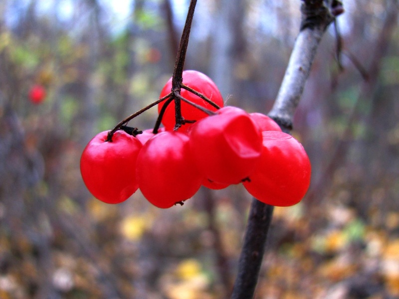 Is Squash a Berry
