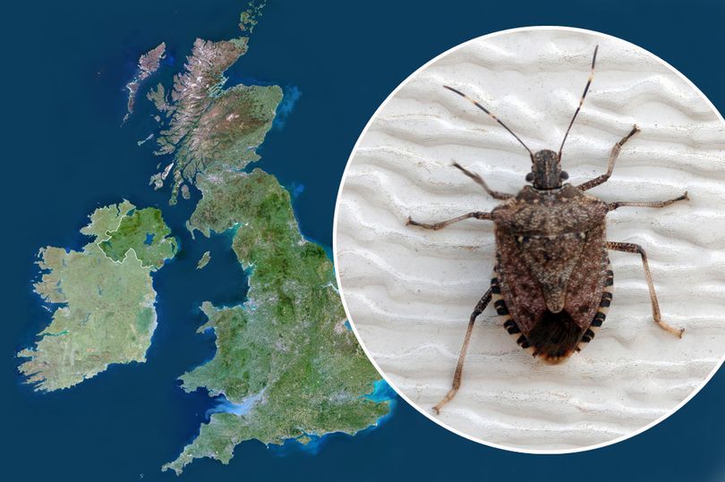 Sickness Bugs in Uk Right Now