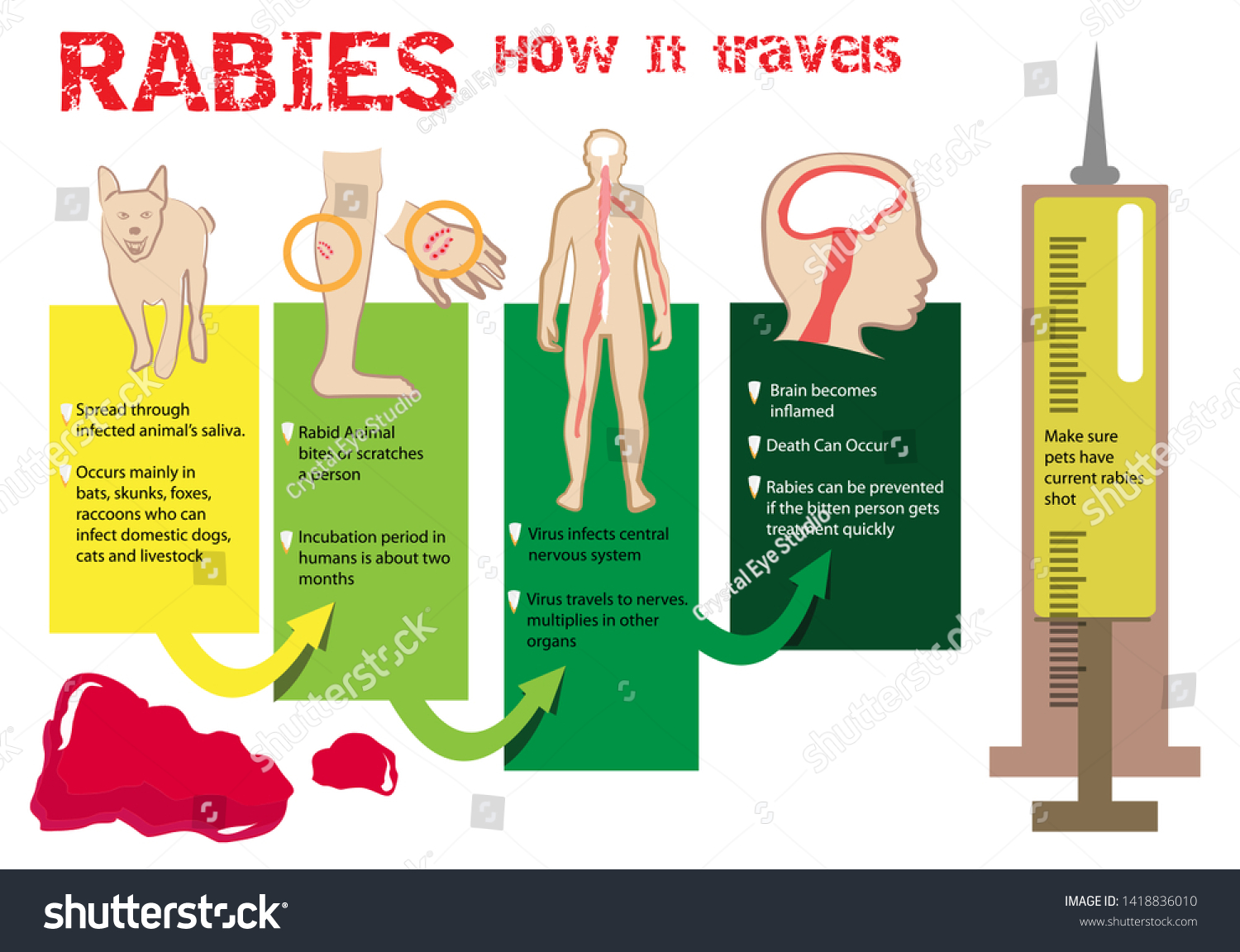 What Happens If You Catch Rabies