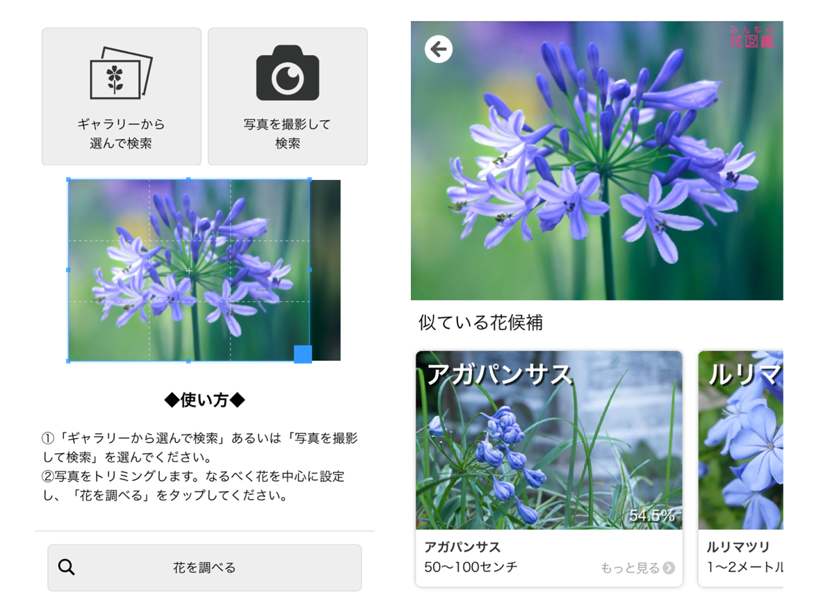 スマホで一発！花の名前を調べる最新テクニックと無料アプリ徹底比較
