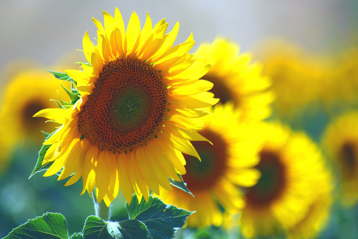 7月の誕生花と花言葉一覧！代表花の魅力と「怖い意味」の真相