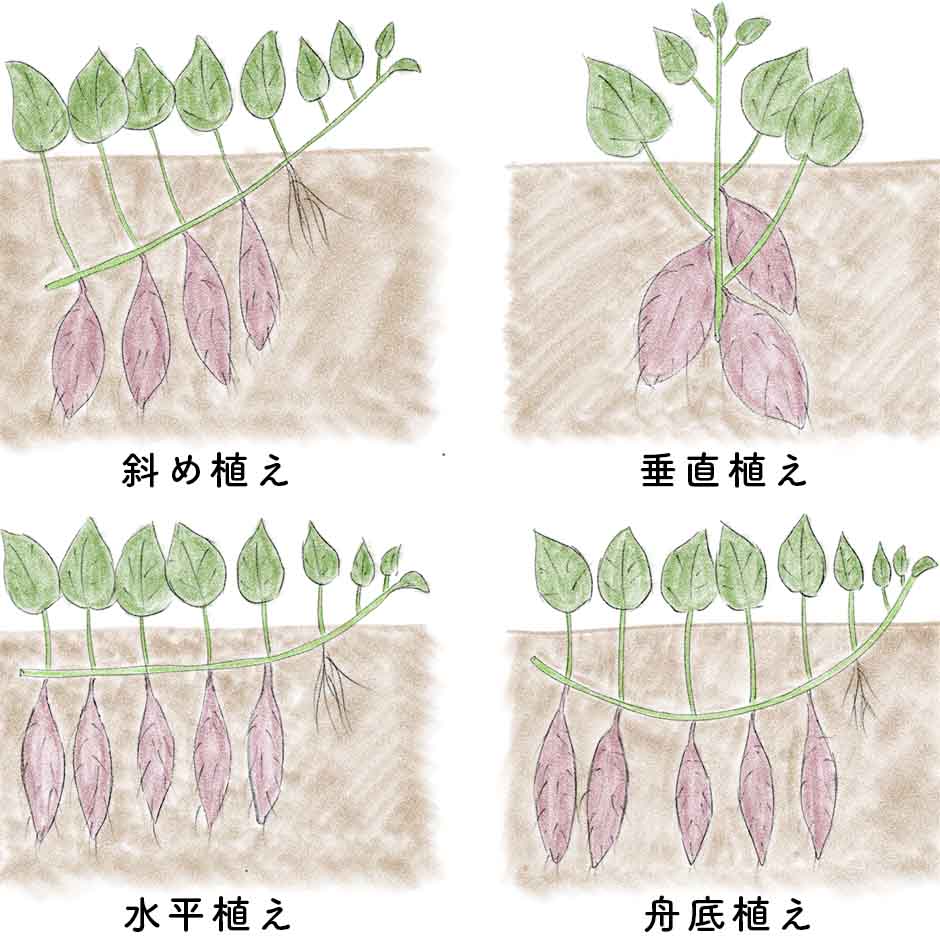 さつまいもの植え方で収穫量が激変！プロ直伝の失敗しない栽培術2026