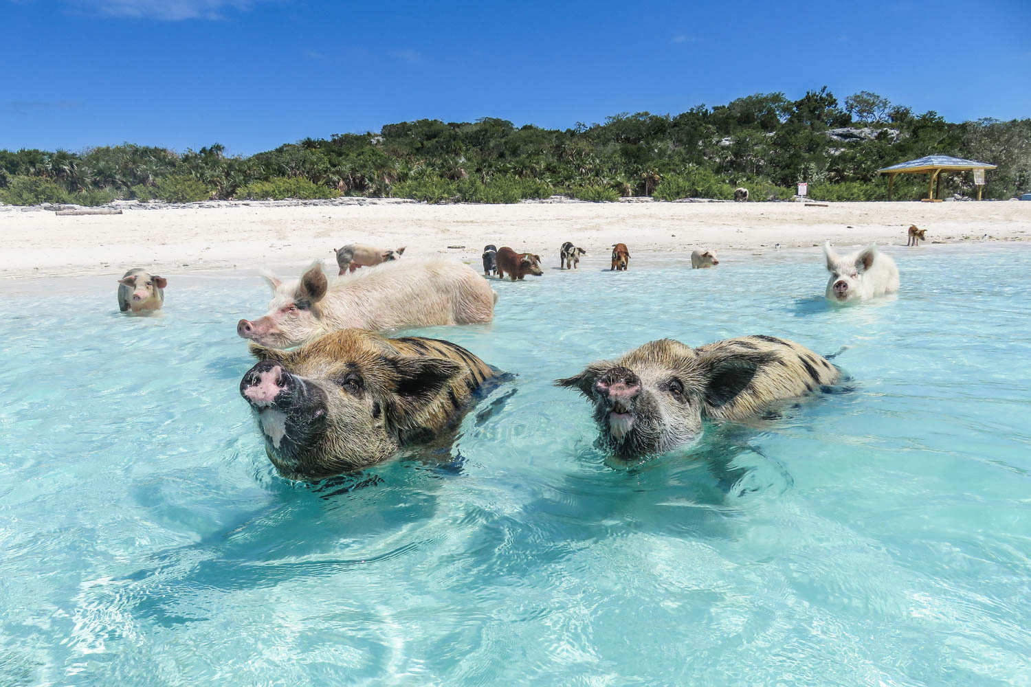 Bahama Swimming Pigs