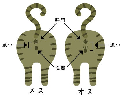 【最新】 猫 性別 見分け 方 最新ファイル＆画像まとめ #744